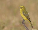 Green Canary in Field